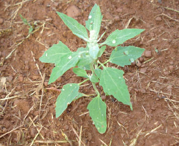 c:\progra~1\qualcomm\eudora\attach\Common lambsquarters Chenopodium